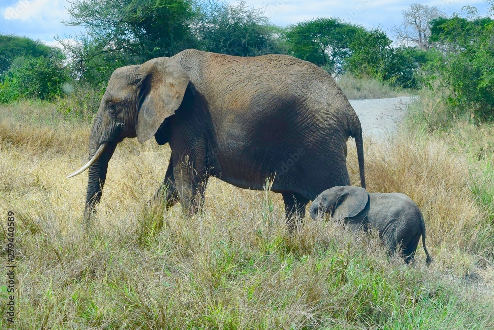 Fototapeta premium Mother and calf African Elephant 6