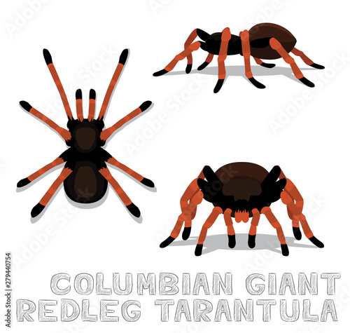 Columbian Giant Redleg Tarantula Cartoon Vector Illustration