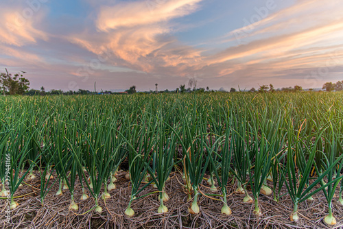 Onion plantation in the vegetable field garden agriculture in harvest season with sunset background in countryside. Onion farming concept.