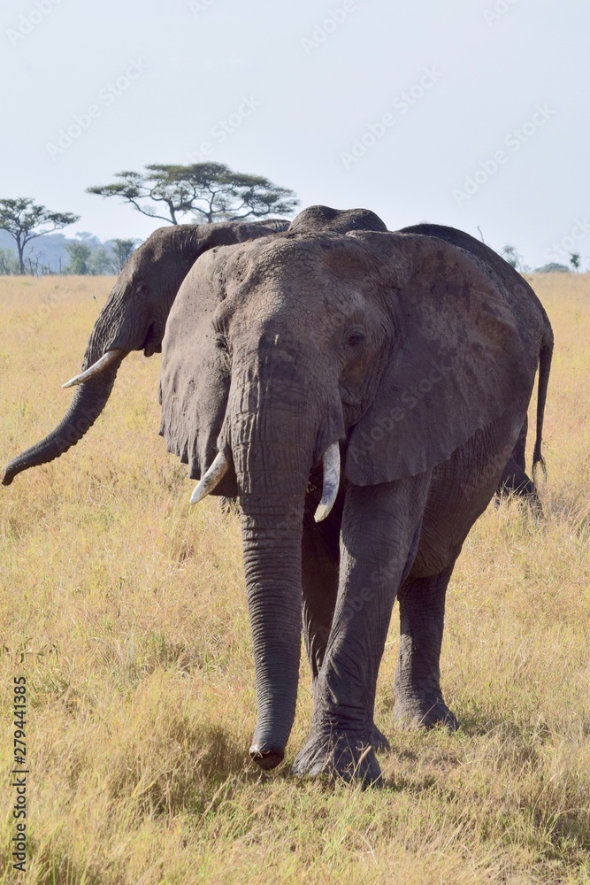 Fototapeta premium African Elephant parade 5