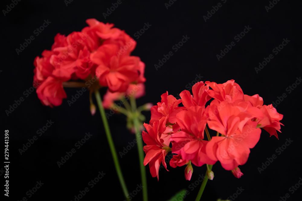 Blooming home geranium on a black background Blooming home geranium on a black background