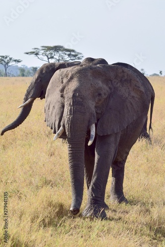 African Elephant parade 5 © Kathryn