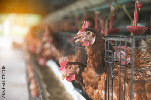 Egg chicken farming background. Eggs in try and chicken eating food at farm. photo