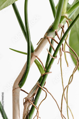 Close up the aerial root of Philodendron on a white background  minimal modern houseplant care concept  Philodendron Bipennifolium Schott