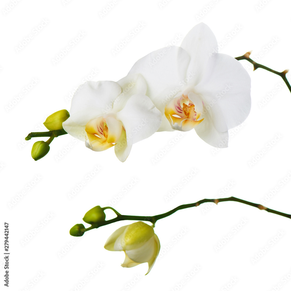 Fototapeta premium Orchid isolated on white background.