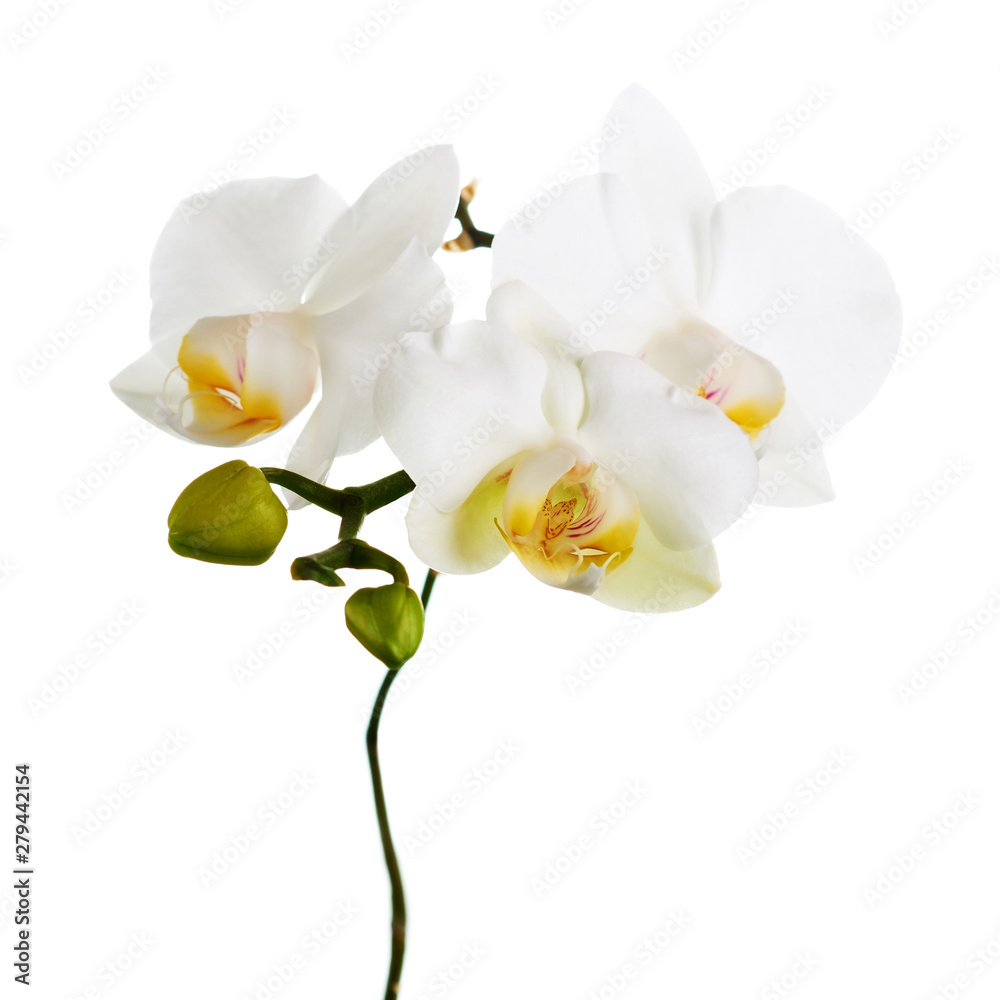 Obraz premium Orchidea na białym tle.