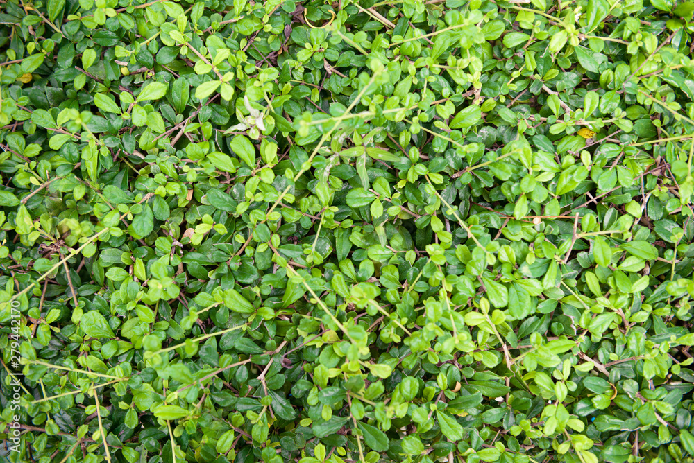 Obraz premium Close Up, small green leafy background, fresh natural environment style, outdoor, small leaf surface for wallpapers