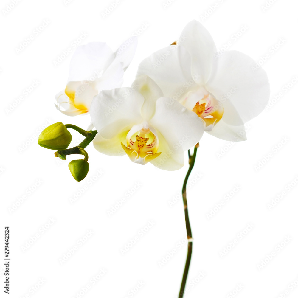 Obraz premium Gałązki orchidei na białym tle.