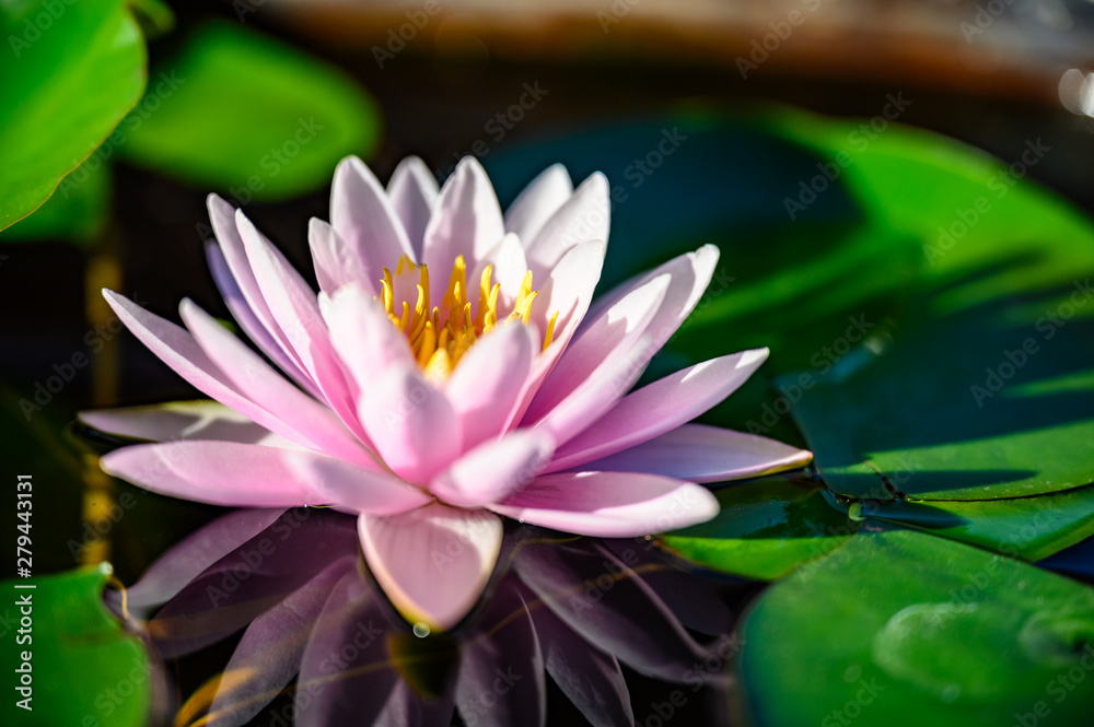 beautiful lotus flower on the water in garden. beautiful lotus flower on the water in garden.