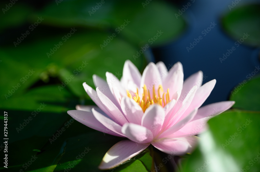 beautiful lotus flower on the water in garden. beautiful lotus flower on the water in garden.