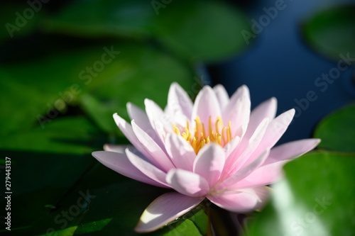 beautiful lotus flower on the water in garden.
