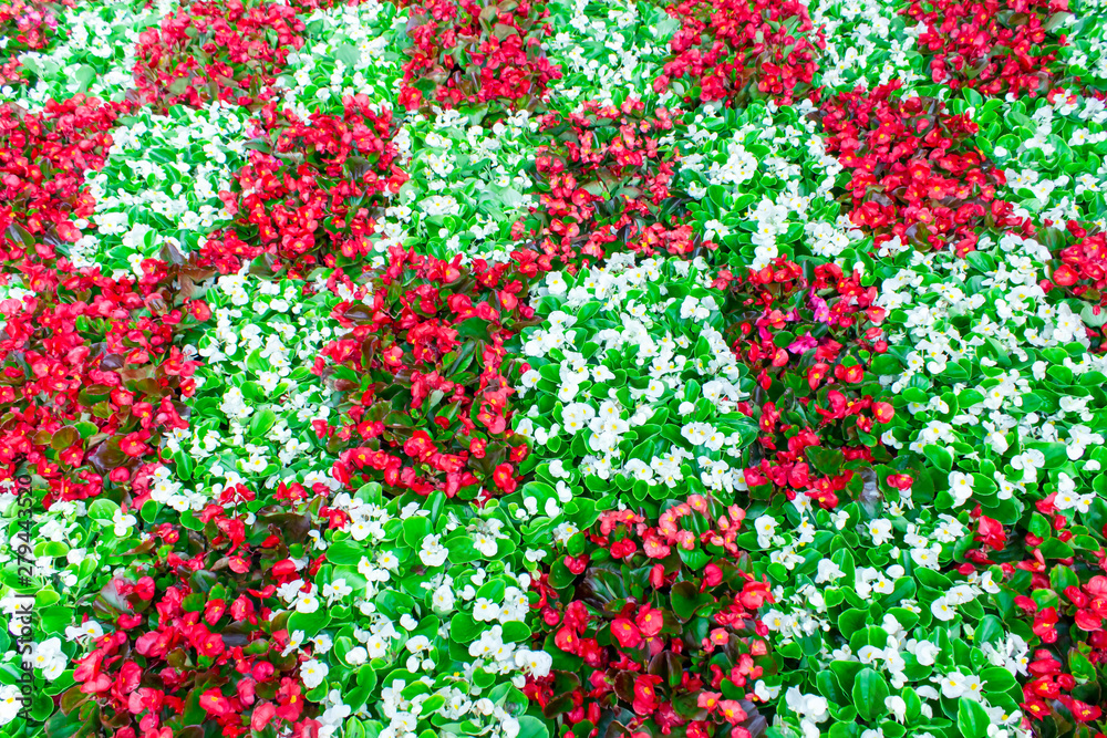 Alley of white and red flowers in Russia. Top view. Alley of white and red flowers in Russia. Top view.