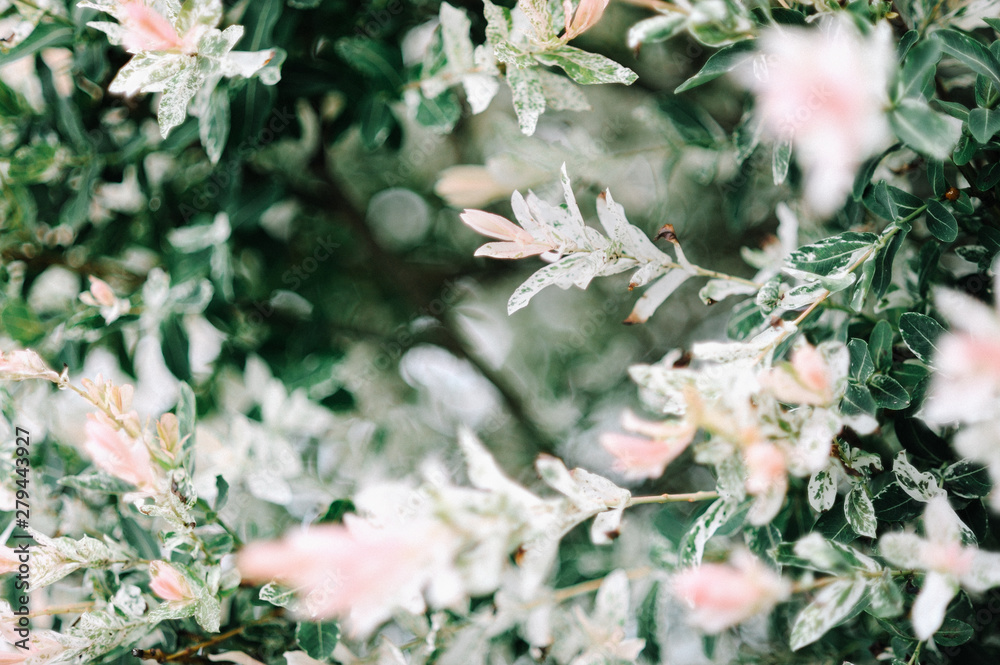 Nishiki decorative willow brunch close up. Beautiful garden spring flowers. Natural background. Suitable for floral background. Nishiki decorative willow brunch close up. Beautiful garden spring flowers. Natural background. Suitable for floral background.