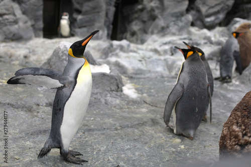 Penguin walk for exercise, Close-up portrait Penguin