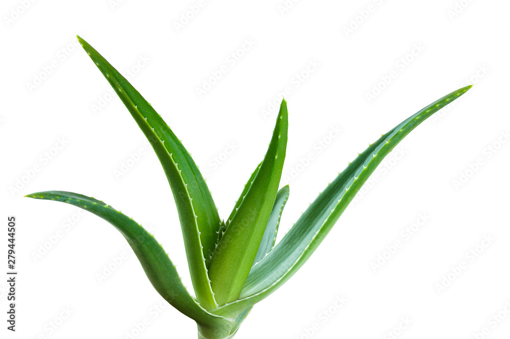 Fototapeta premium aloe leaf isolated white background 