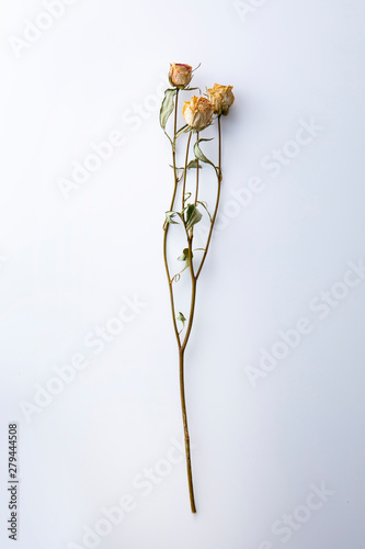 ドライフラワー