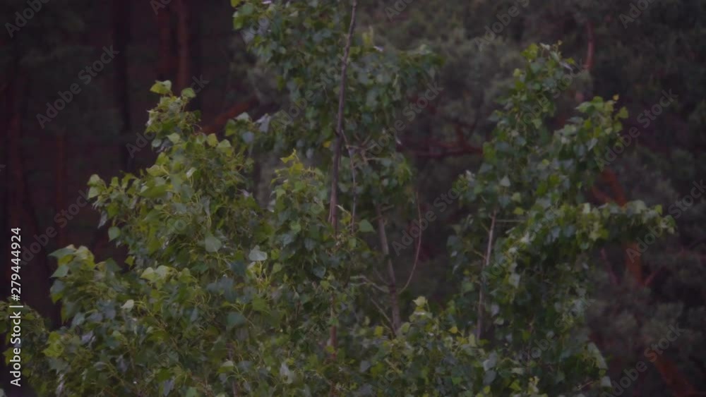 Tree branches sway from the wind. Coniferous trees. Poplar leaves. View from above. Daylight. Green color. Bad weather. Dark background. Tree branches sway from the wind. Coniferous trees. Poplar leaves. View from above. Daylight. Green color. Bad weather. Dark background.