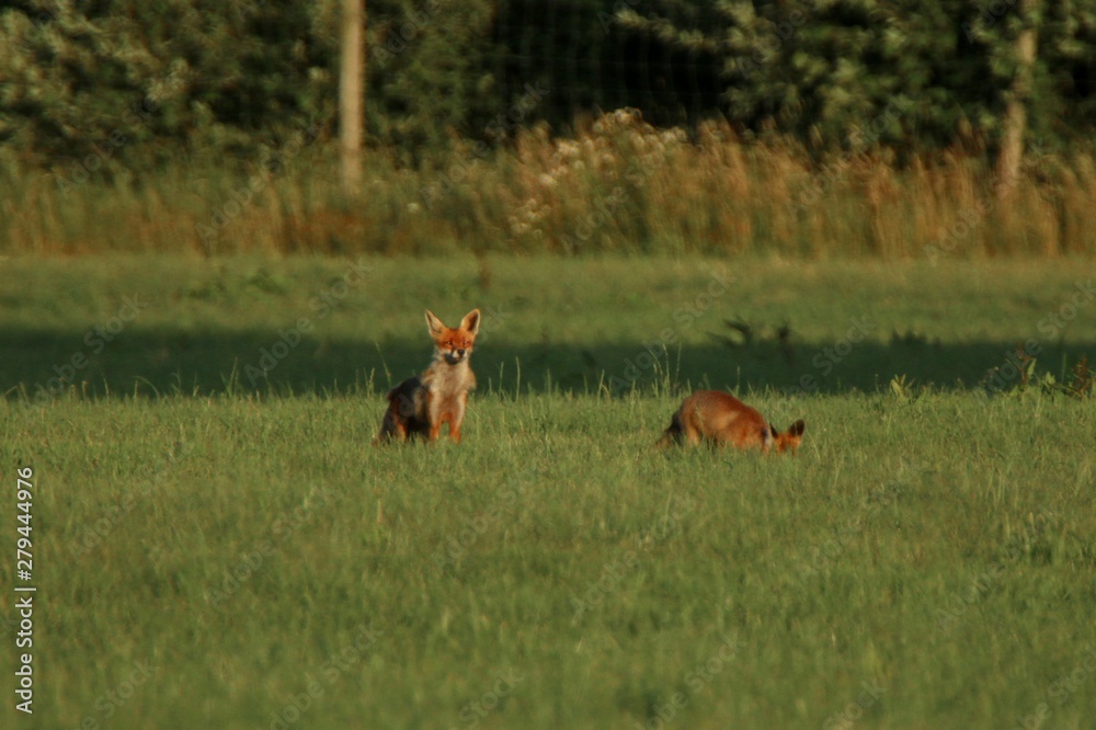 Fuchs auf der Jagd Fuchs auf der Jagd
