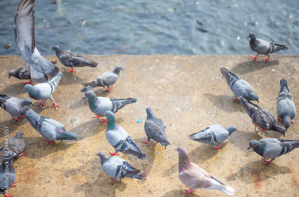 Fototapeta premium Flock of birds waiting for food
