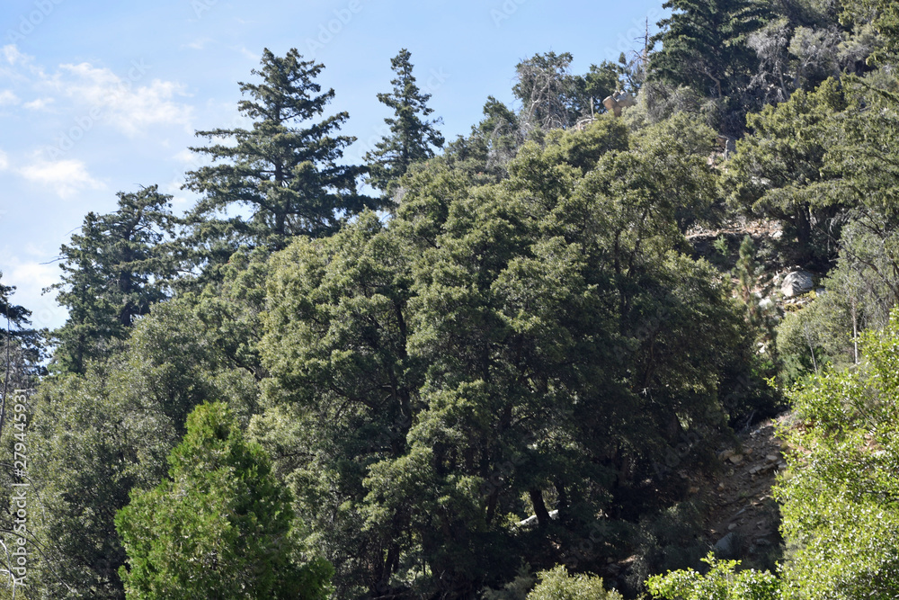 Mountain Tree LIne