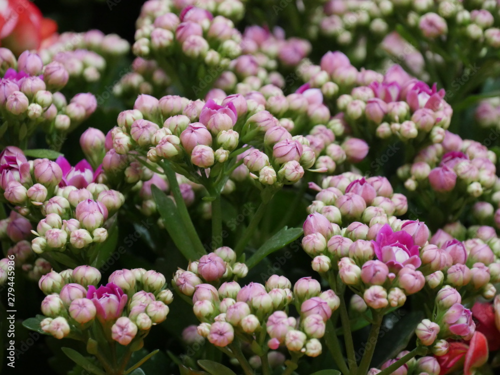 Beautiful bouquets of pink flowers in a landscaped garden Beautiful bouquets of pink flowers in a landscaped garden