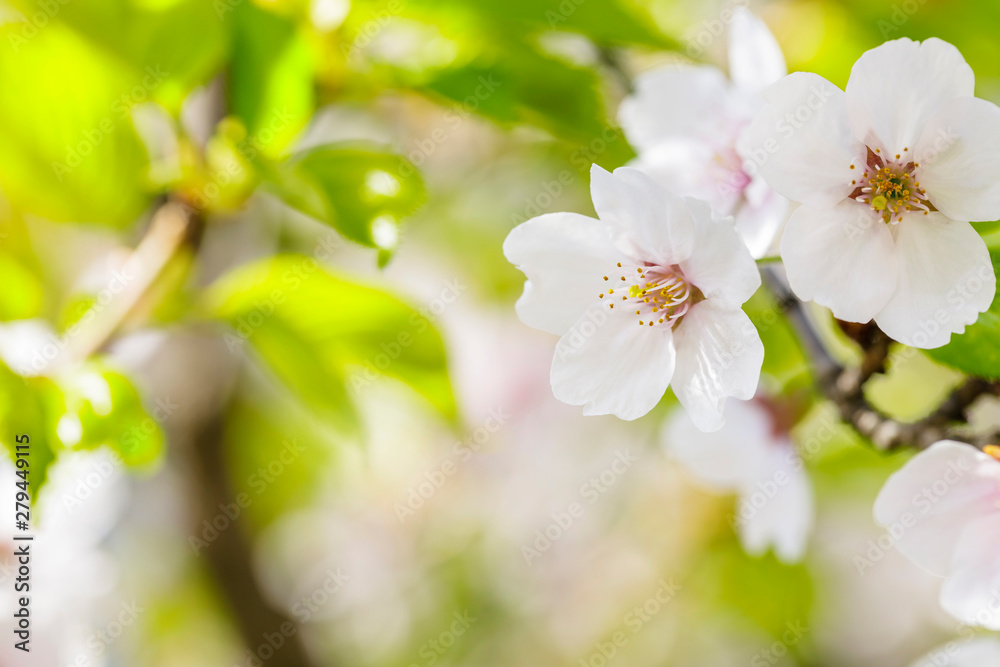 Blossoming of cherry flowers in spring time with green leaves Blossoming of cherry flowers in spring time with green leaves