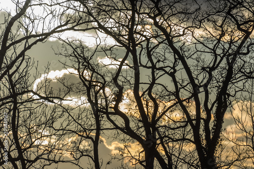 gedrehte aeste von baeume mit wolken