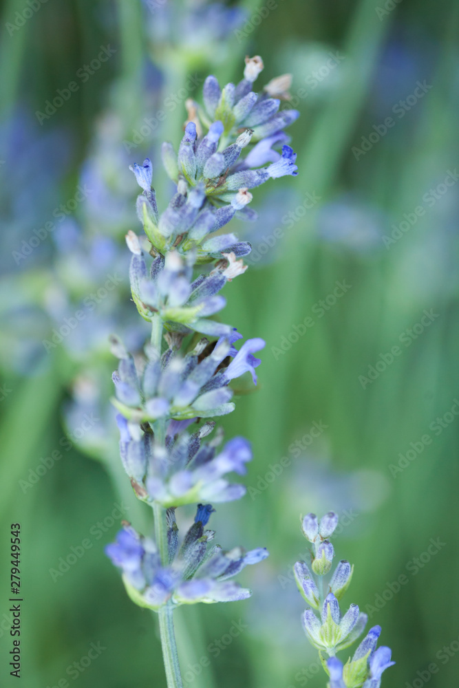 Obraz premium Bee on a lavander