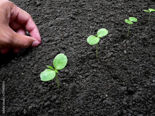 Cultivation by seeds.