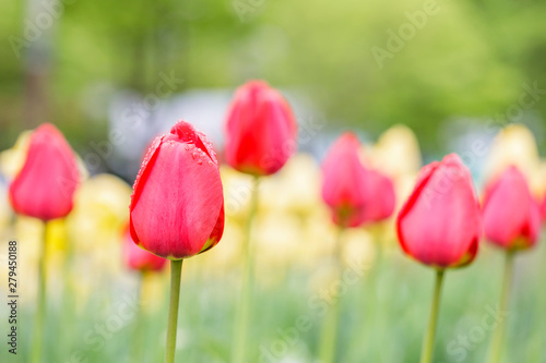 Red tulips in the garden