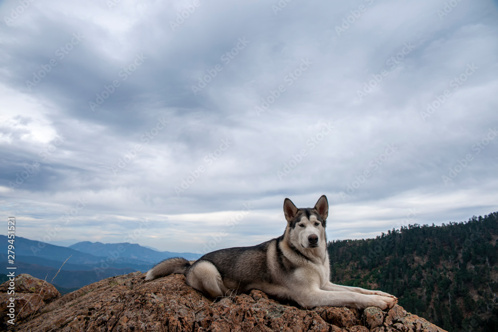 Obraz premium bonito perro gris lobo de raza alaskan malamute