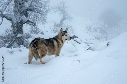 bonito perro gris lobo de raza alaskan malamute © Antonio ciero