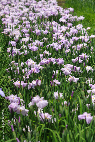 アヤメ　菖蒲