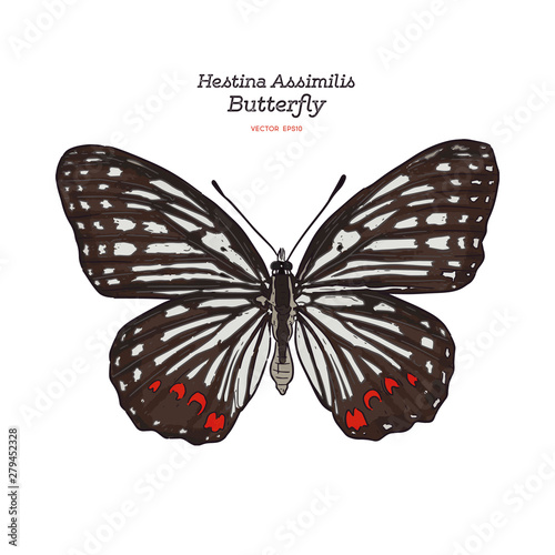 Beautiful colorful Hestina Assimilis butterfly