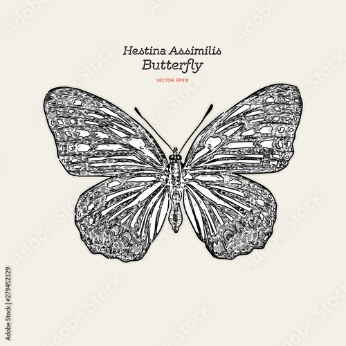 Beautiful colorful Hestina Assimilis butterfly photo