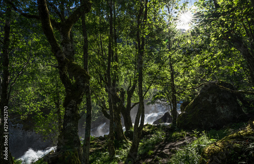 Magnificent view early midsummer morning in Norway. Hike through the forest to 218 metre high Feigefossen (Feigumfossen) waterfall. Mystical feeling, sun shining through the foliage, river streaming.