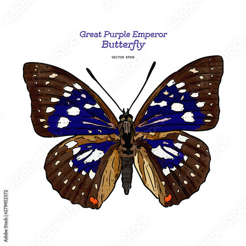 Great purple emperor (Sasakia charonda), hand draw sketch vector.