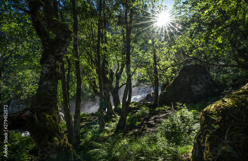 Fototapeta Naklejka Na Ścianę i Meble -  Magnificent view  early midsummer morning in Norway. Hike through the forest to 218 metre high Feigefossen (Feigumfossen) waterfall. Mystical feeling, sun shining through the foliage, river streaming.