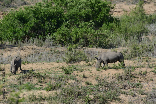 Rhinos 2
