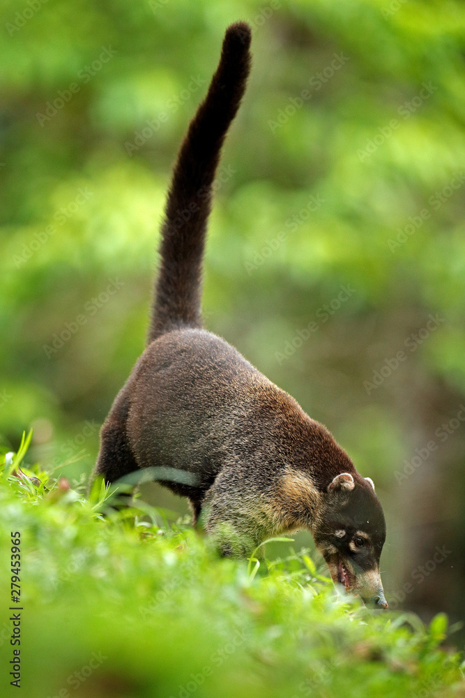 Whitenosed Coati, Nasua narica, green grass habitat National Park