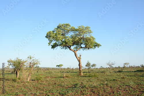 Tree in Africa