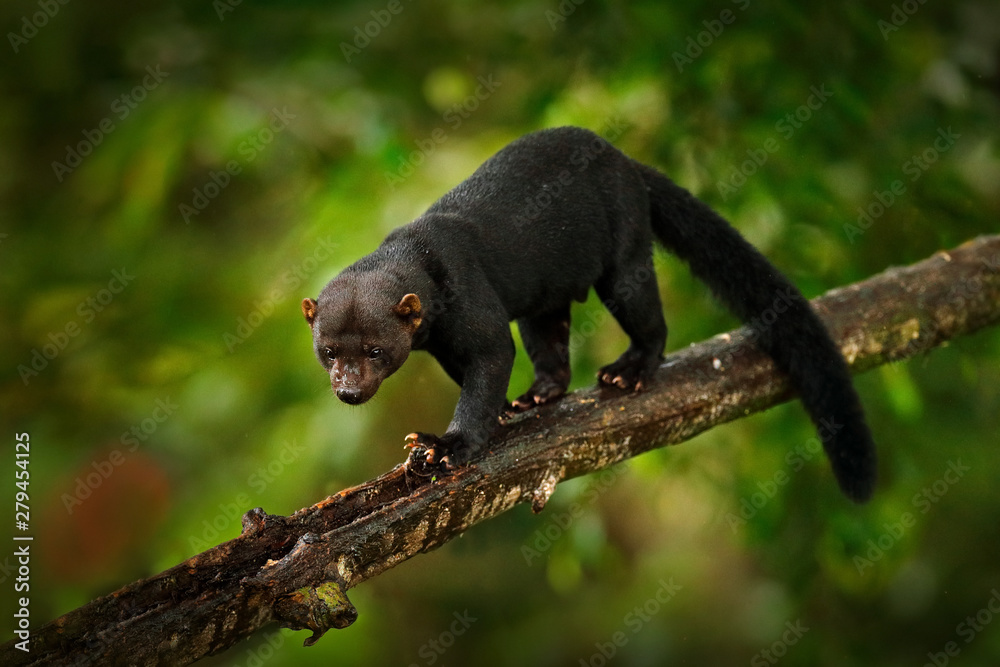 Tayra, Eira barbara, omnivorous animal from the weasel family. Tayra hidden  in tropic forest, sitting on the green tree. Wildlife scene from nature,  Costa Rica nature. Cute danger mammal in habitat. Stock