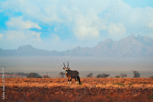 Oryx gazella beautiful iconic gemsbok antelope from Namib desert, Namibia. Oryx with orange sand dune evening sunset. Gemsbock large antelope in nature habitat, Sossusvlei, Namibia. photo