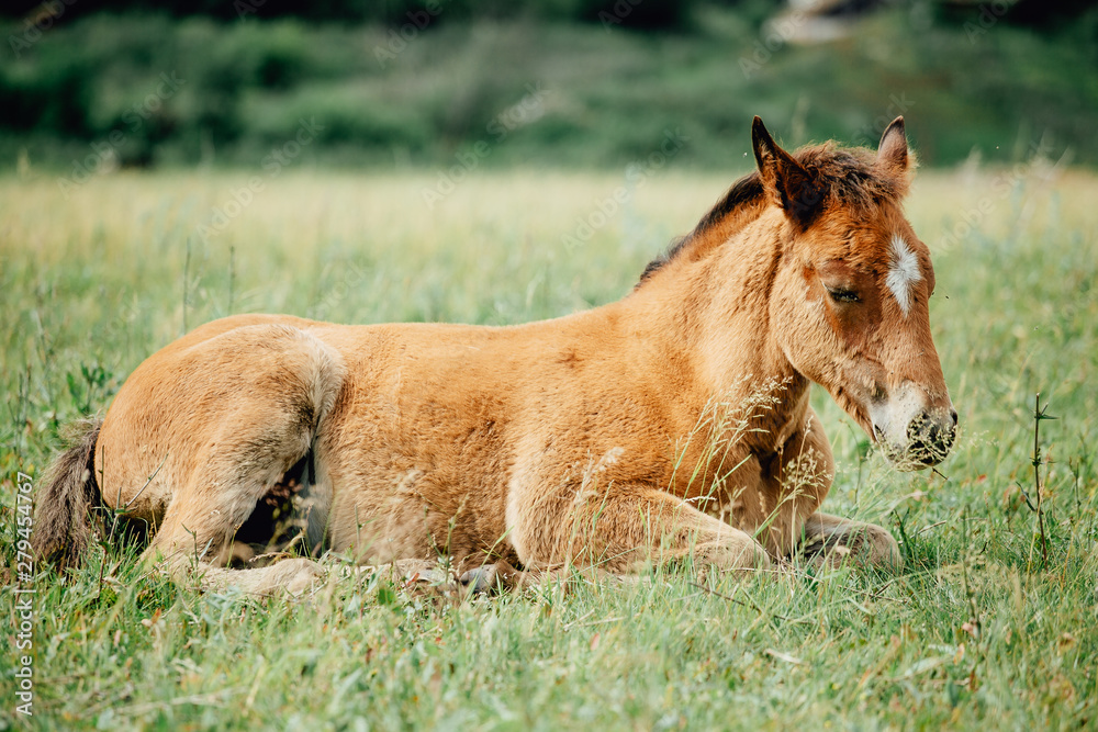 Baby foal sleeping in the middle of the afternoon Baby foal sleeping in the middle of the afternoon