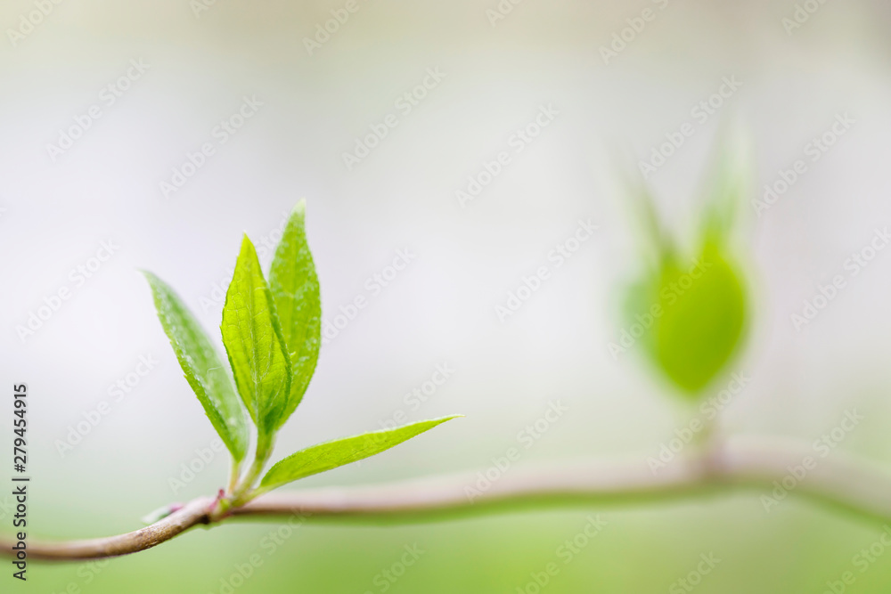 Young sprout in springtime, Closeup Young sprout in springtime, Closeup