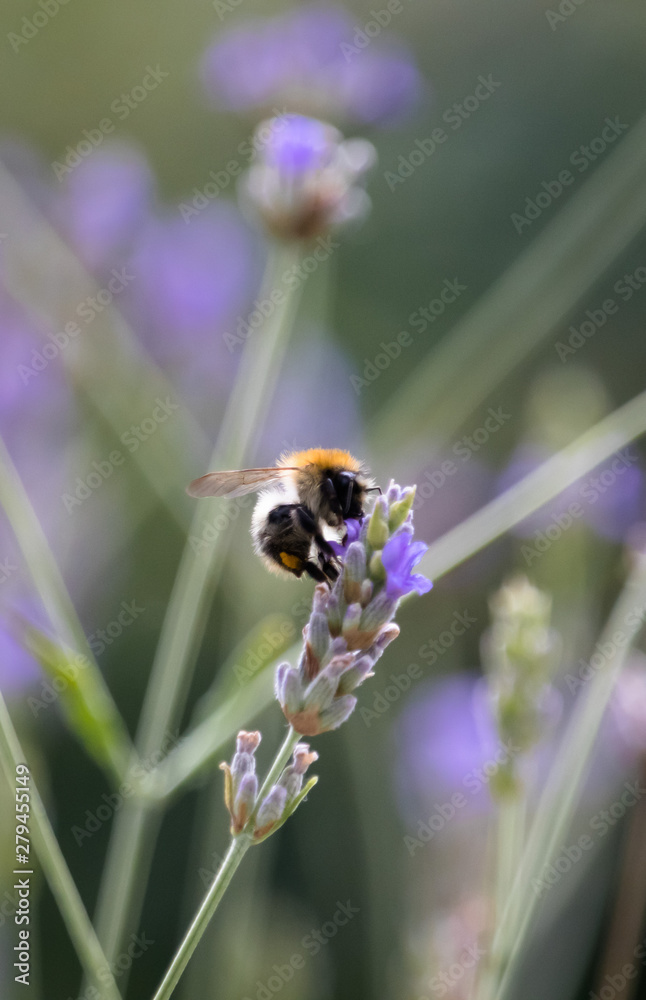 Fototapeta premium Bumblebee on Lavender