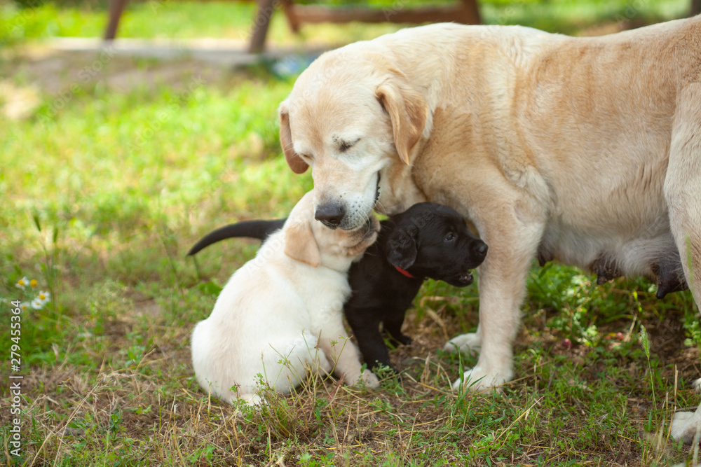 Labrador mom and puppies