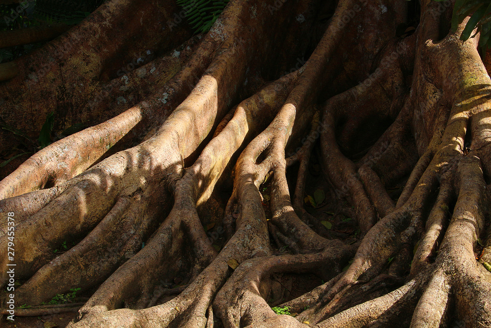 Big tree roots - concept of rooting or have its roots Big tree roots - concept of rooting or have its roots