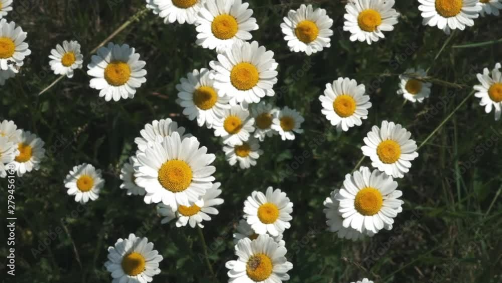 Summer nature meadow flowers view. Summer chamomile field landscape. Chamomile field scene. Summer chamomile meadow flowers. slow motion Summer nature meadow flowers view. Summer chamomile field landscape. Chamomile field scene. Summer chamomile meadow flowers. slow motion