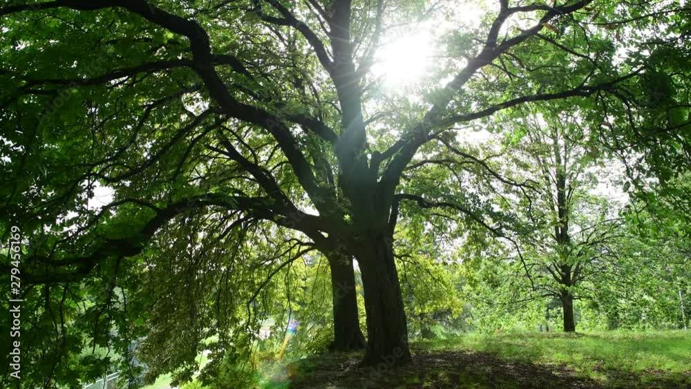 Summer day sun rays make their way through the leaves of the tree nature summer 4k video Summer day sun rays make their way through the leaves of the tree nature summer 4k video